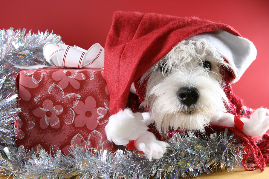 Χριστούγεννα στη Woofland - Ιστορίες για σκύλους - Με λένε Γκαστόν 57