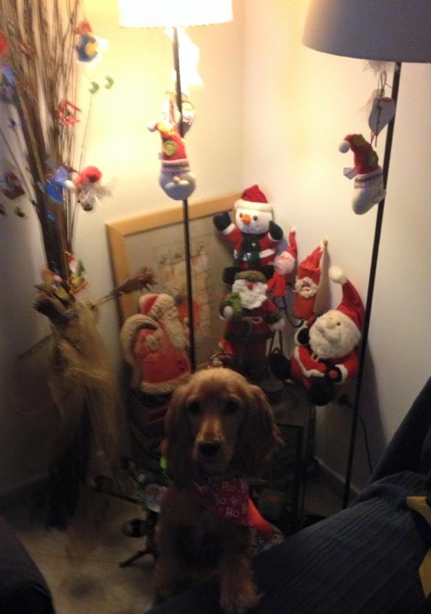 Woofland - Dogs vs Christmas 1 0 - Γουφαμάρες Αστείες φωτογραφίες σκύλων