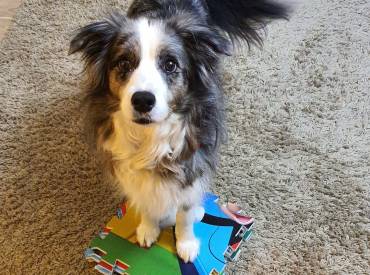Βίντεο: Εκπαιδεύουμε τον σκύλο μας να στοχεύει αντικείμενα