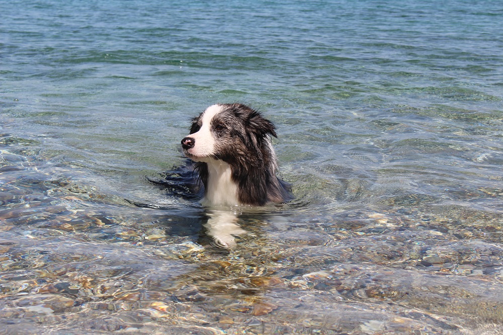 Woofland - Ο Γκαστόν πάει διακοπές - Ιστορίες για σκύλους 845 - Έλλη