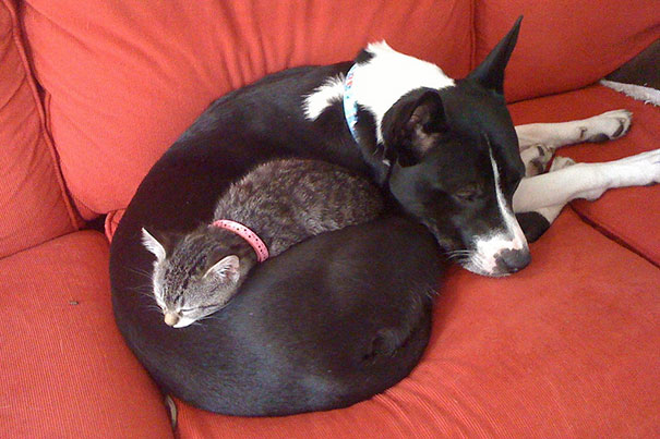Woofland - Σκύλοι και γάτες κοιμούνται μαζί 1