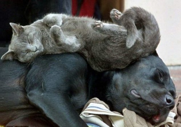 Woofland - Σκύλοι και γάτες κοιμούνται μαζί 4
