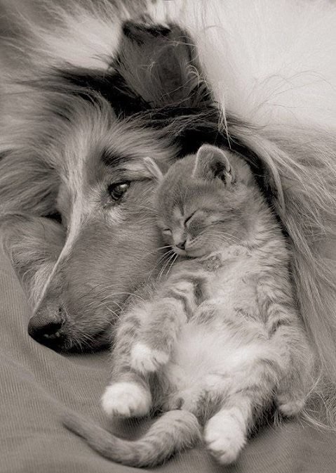 Woofland - Σκύλοι και γάτες κοιμούνται μαζί 8