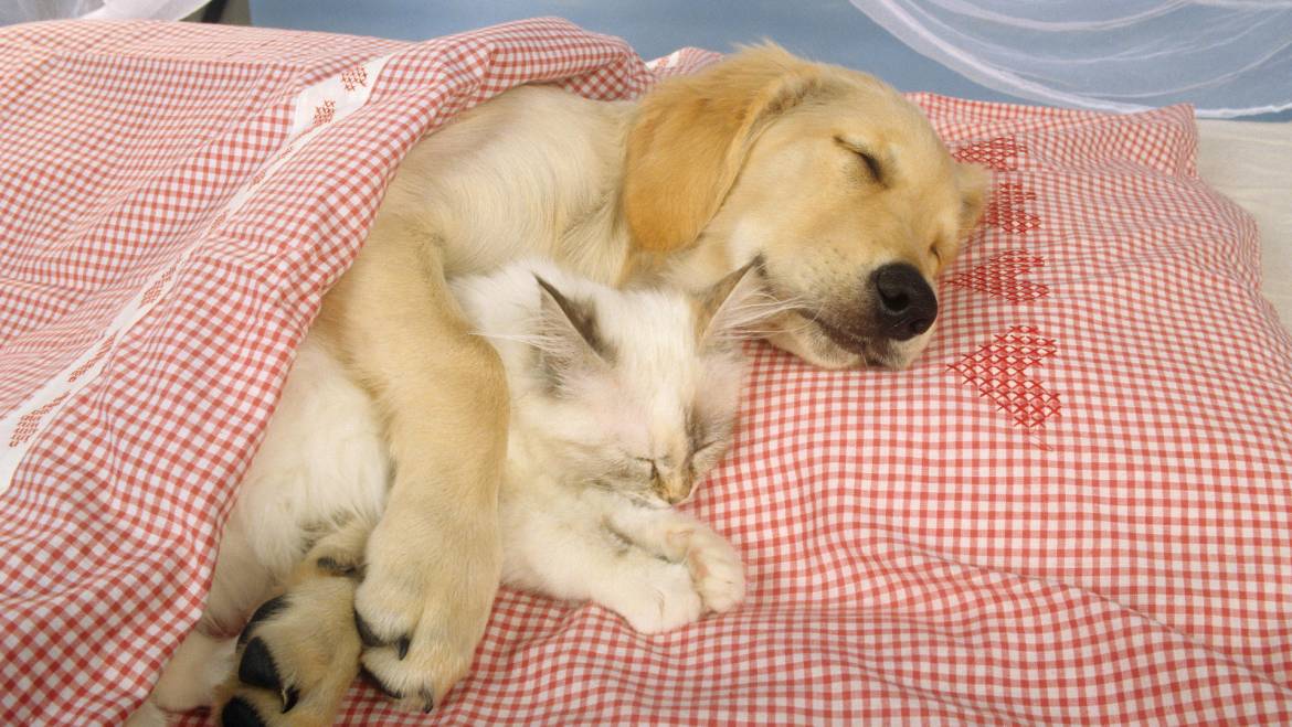 10+1 φωτο από σκύλους και γάτες που κοιμούνται μαζί