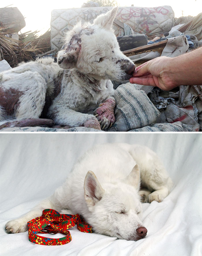 Woofland - Άνθρωπος και σκύλος - Σκύλοι πριν και μετά την υιοθεσία 11
