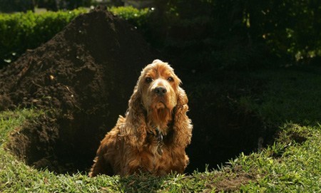 Woofland - Αστείες φωτογραφίες σκύλων που σκάβουν - Γουφαμάρες 2