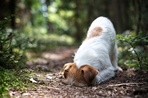 Woofland - Αστείες φωτογραφίες σκύλων που σκάβουν - Γουφαμάρες 5