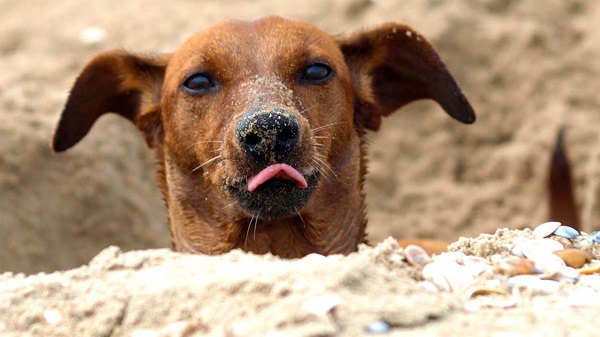Woofland - Αστείες φωτογραφίες σκύλων που σκάβουν - Γουφαμάρες 6