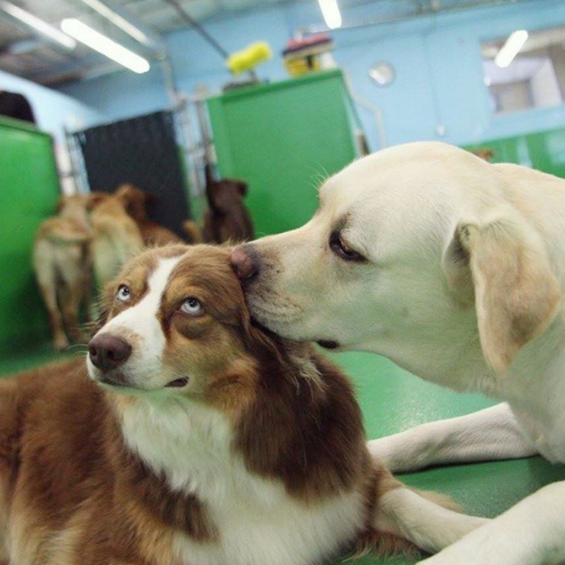 Woofland - Γουφαμάρες - Αστείες φωτογραφίες σκύλων- 12 Σκύλοι που καταστρέφουν τις selfie 6