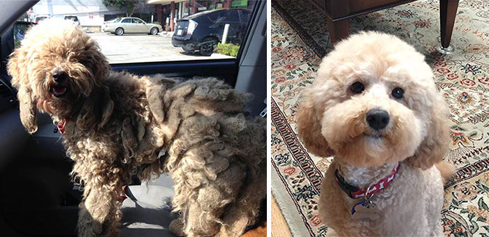 Woofland - Σκύλοι πριν και μετά την υιοθεσία - Άνθρωπος και σκύλος 1