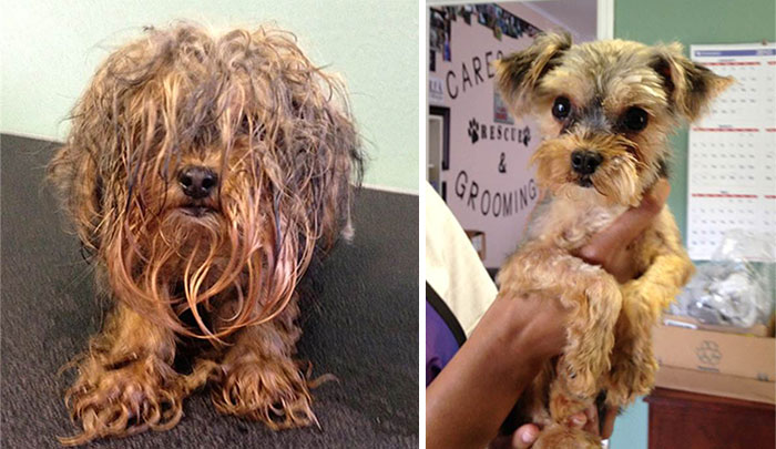 Woofland - Σκύλοι πριν και μετά την υιοθεσία - Άνθρωπος και σκύλος 2