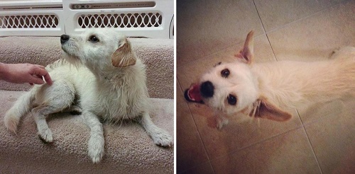 Woofland - Σκύλοι πριν και μετά την υιοθεσία - Άνθρωπος και σκύλος 6