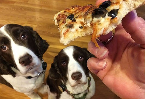Woofland - Σκύλος και διατροφή - Αστείες φωτογραφίες σκύλων 10