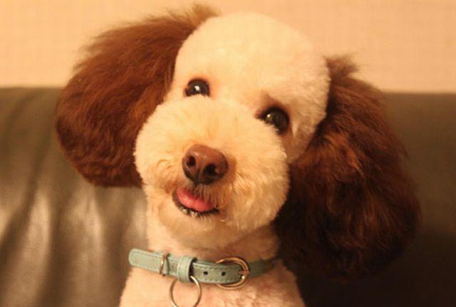 Woofland - Σκύλος και κούρεμα - Αστείες φωτογραφίες σκύλων - Γουφαμάρες 5