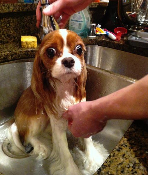 Woofland - Σκύλος και μπάνιο 10