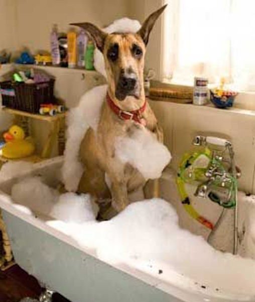 Woofland - Σκύλος και μπάνιο 2