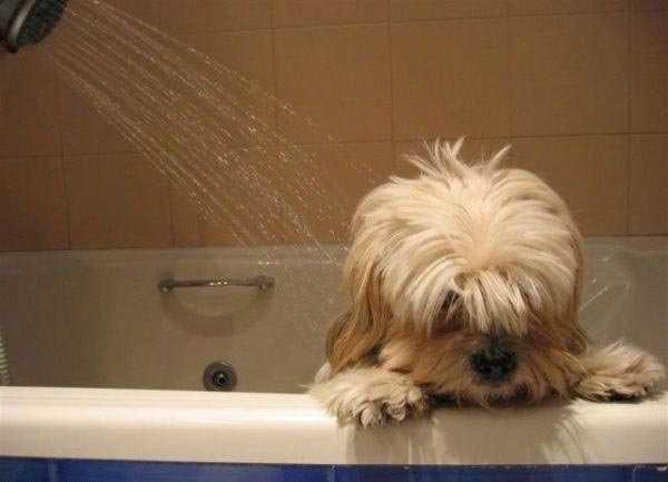 Woofland - Σκύλος και μπάνιο 3