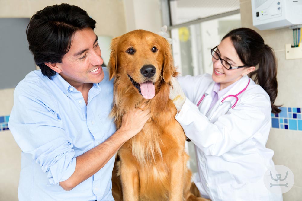Woofland - Στείρωση σκύλου - Φροντίδα και υγεία σκύλων