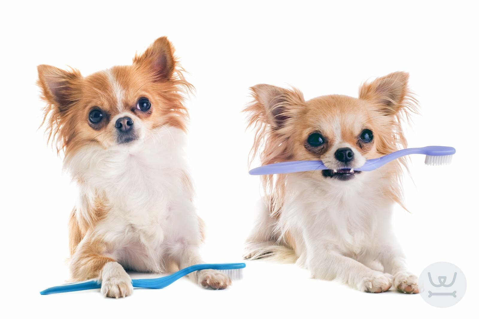 Woofland - Φυσικοί τρόποι για να είναι γερά τα δόντια του σκύλου σας