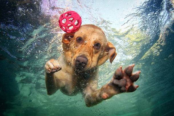 Woofland - Σκυλιά στη θάλασσα 1