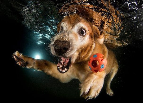 Woofland - Σκυλιά στη θάλασσα 7