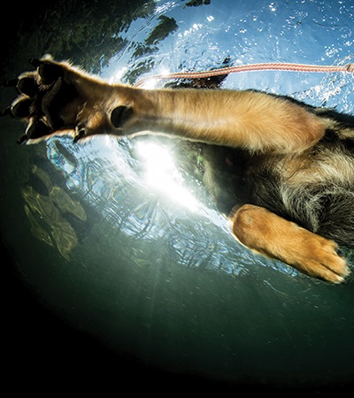 Woofland - Σκυλιά στη θάλασσα 9