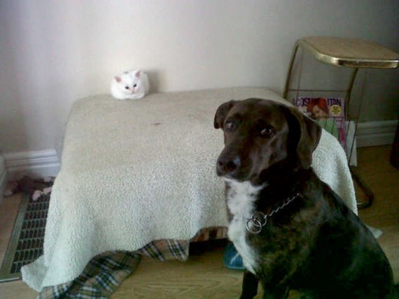 Woofland - Γουφαμάρες - Σκύλος και γάτα - Η γάτα πήρε το κρεβάτι μου 11