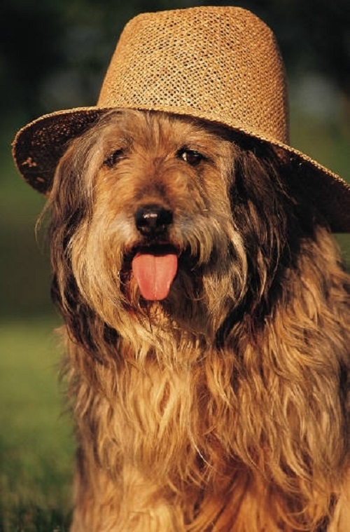 Woofland - Αστείες φωτογραφίες σκύλων με καπέλα - Γουφαμάρες 8