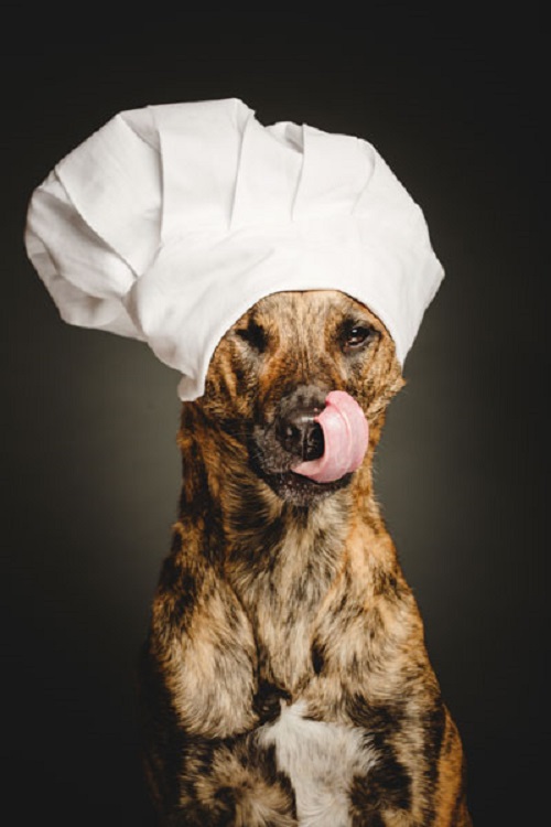 Woofland - Αστείες φωτογραφίες σκύλων με καπέλα - Γουφαμάρες 10
