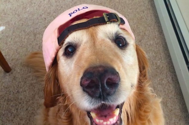 Woofland - Αστείες φωτογραφίες σκύλων με καπέλα - Γουφαμάρες 5