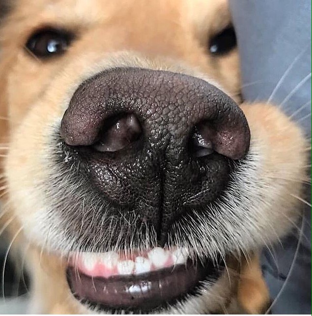 Woofland - Αστείες φωτογραφίες σκύλων με τις μύτες τους - Γουφαμάρες 4