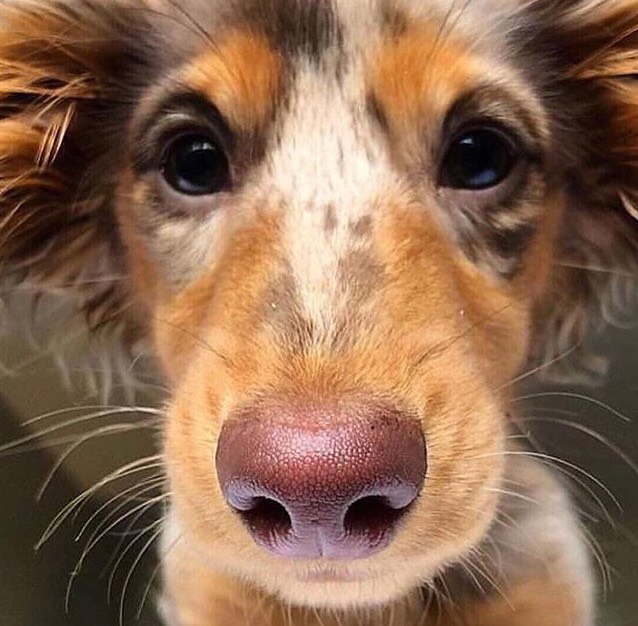Woofland - Αστείες φωτογραφίες σκύλων με τις μύτες τους - Γουφαμάρες 7