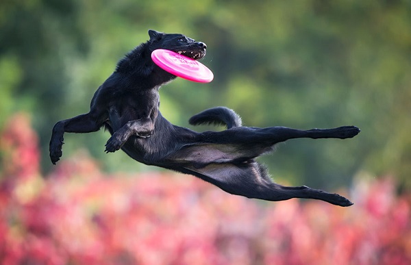 Woofland - Αστείες φωτογραφίες σκύλων με frisbie - Γουφαμάρες 6