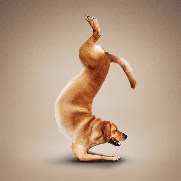 Woofland - Αστείες φωτογραφίες σκύλων που κάνουν yoga - Γουφαμάρες 10