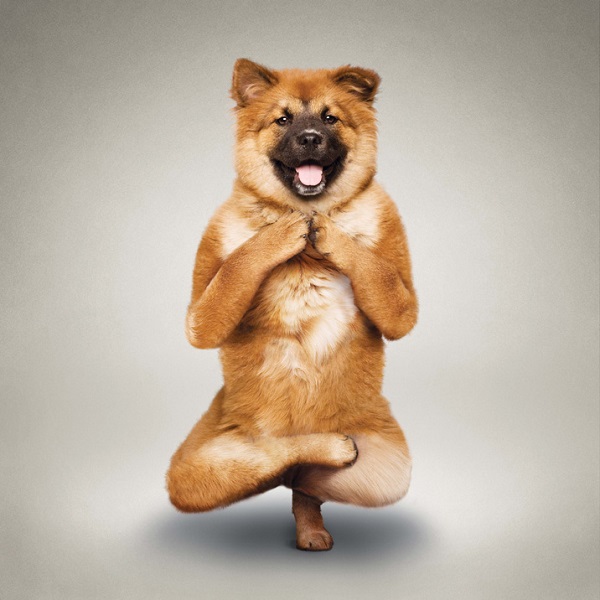 Woofland - Αστείες φωτογραφίες σκύλων που κάνουν yoga - Γουφαμάρες 5