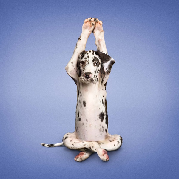 Woofland - Αστείες φωτογραφίες σκύλων που κάνουν yoga - Γουφαμάρες 8