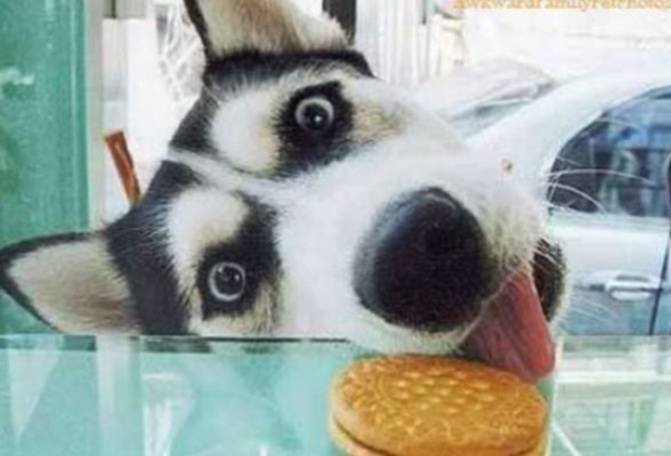 Woofland - Αστείες φωτογραφίες σκύλων που κλέβουν φαγητό - Γουφαμάρες 5
