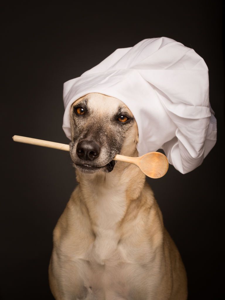 Woofland - Αστείες φωτογραφίες σκύλων που μαγειρεύουν - Γουφαμάρες 2
