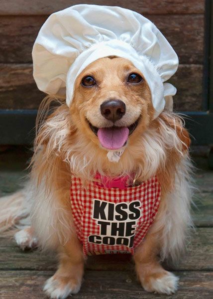 Woofland - Αστείες φωτογραφίες σκύλων που μαγειρεύουν - Γουφαμάρες 7