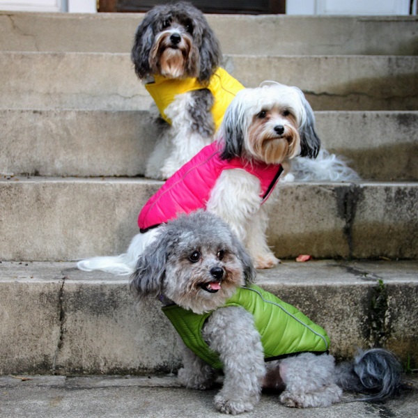 Woofland - Αστείες φωτογραφίες σκύλων που φόρεσαν τα χειμωνιάτικα - Γουφαμάρες  2