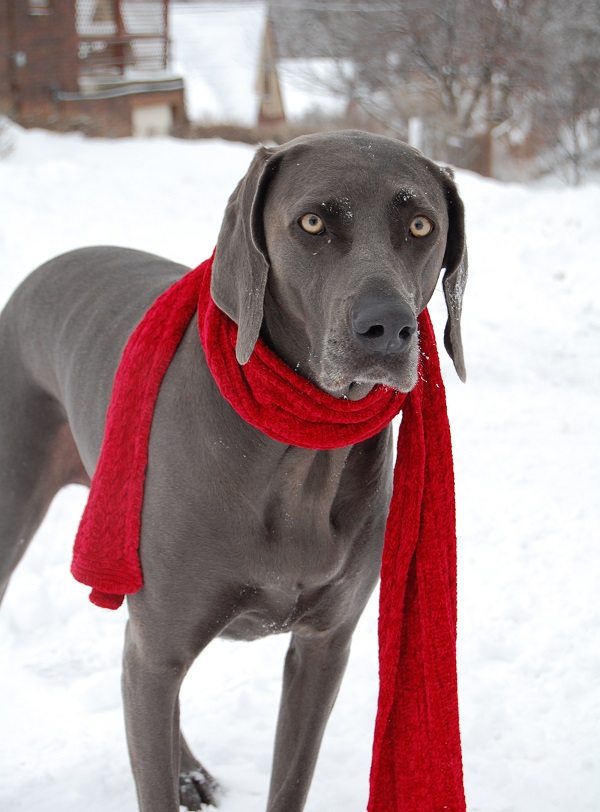Woofland - Αστείες φωτογραφίες σκύλων που φόρεσαν τα χειμωνιάτικα - Γουφαμάρες 3