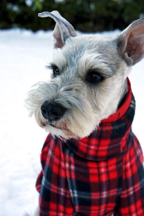 Woofland - Αστείες φωτογραφίες σκύλων που φόρεσαν τα χειμωνιάτικα - Γουφαμάρες 4