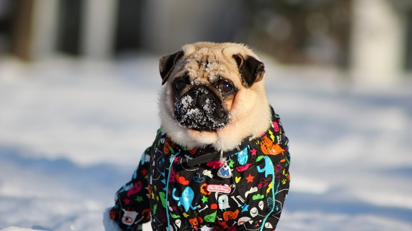 Woofland - Αστείες φωτογραφίες σκύλων που φόρεσαν τα χειμωνιάτικα - Γουφαμάρες 5