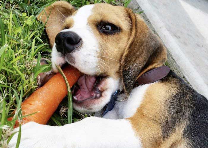 Woofland - Αστείες φωτογραφίες σκύλων που τρώνε καρότα- Γουφαμάρες 2