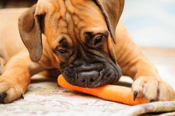 Woofland - Αστείες φωτογραφίες σκύλων που τρώνε καρότα- Γουφαμάρες 3