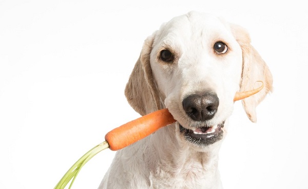 Woofland - Αστείες φωτογραφίες σκύλων που τρώνε καρότα- Γουφαμάρες 5