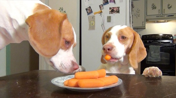 Woofland - Αστείες φωτογραφίες σκύλων που τρώνε καρότα- Γουφαμάρες 6