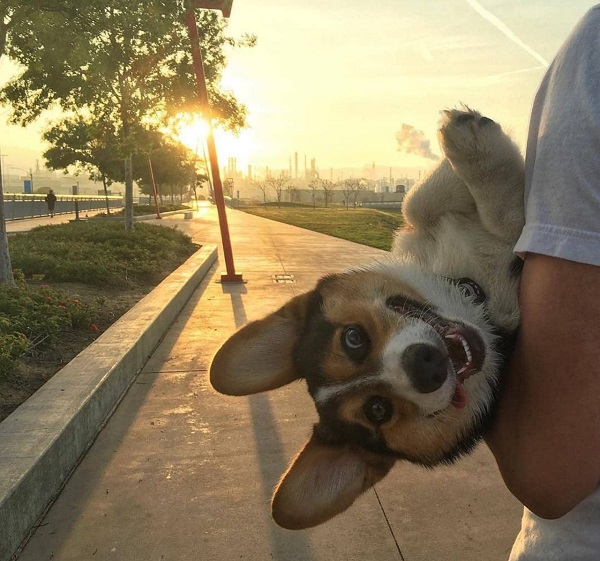 Woofland - Αστείες φωτογραφίες σκύλων που χαμογελούν - Γουφαμάρες 1a