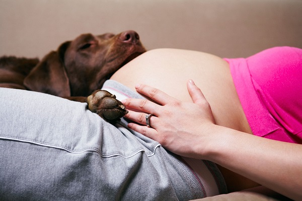 Woofland - Αστείες φωτογραφίες σκύλων στην εγκυμοσύνη - Γουφαμάρες 2