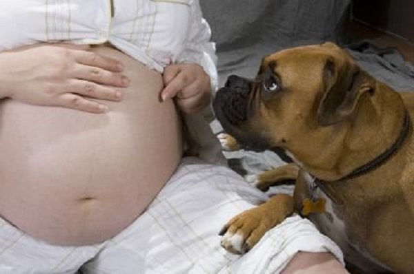 Woofland - Αστείες φωτογραφίες σκύλων στην εγκυμοσύνη - Γουφαμάρες 5